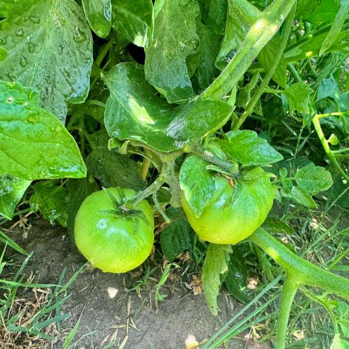 maters jun 6 1.jpg
